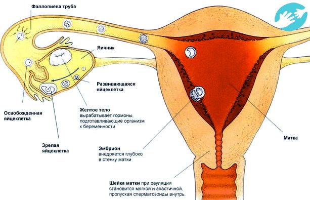 Как можно узнать и важно ли - в каком яичнике происходит овуляция