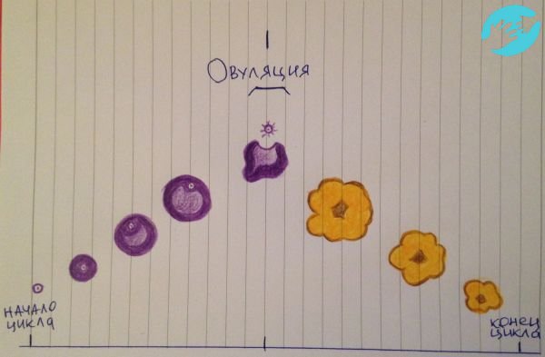 ХГЧ поддерживает желтое тело, образовавшееся после овуляции