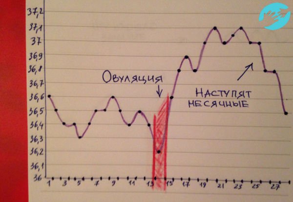 Перед месячными на графике базальной температуры можно увидеть спад