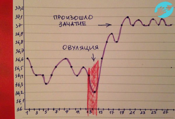 При оплодотворении график базальной температуры показывает стабильно повышенную температуру после овуляции