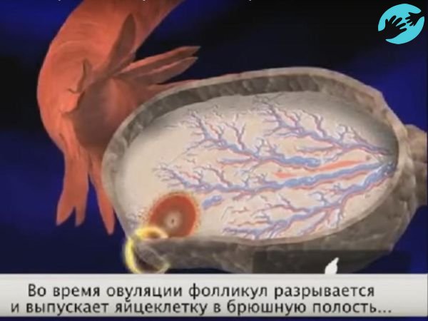 Созревшая яйцеклетка разрывает фолликул
