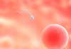 Сколько живет яйцеклетка после овуляции