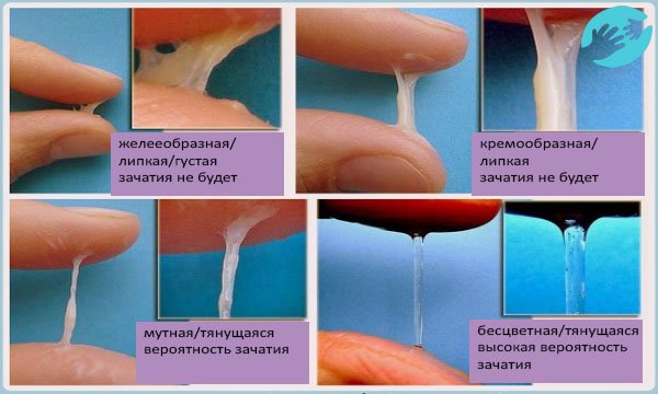 Для определения лучшего момента для зачатия проверьте выделения пальцами как на фото
