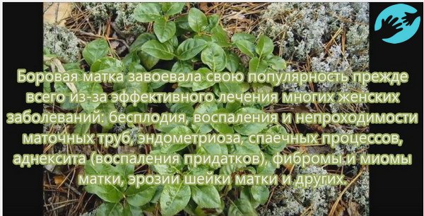 Боровая матка популярна тем, что лечит многие женские заболевания, которые связанны с бесплодием