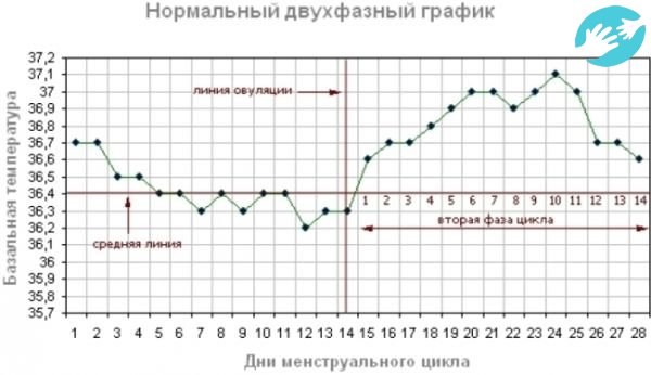 Для определения оптимального дня для оплодотворения необходимо вести график изменения базальной температуры в течение трех месяцев