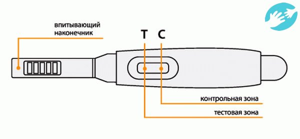 Если при зачатии овуляция была на 19-ый день цикла, кроме текста врачи рекомендуют проведение УЗИ исследования для уточнения беременности