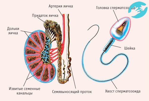 Хороший сперматозоид содержит генетический материал в головке, шейку и тело отвечающую за его активность