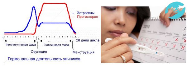 Обычно овуляция длиться в течении одних суток, но известны случаи когда она продолжается до трех дней