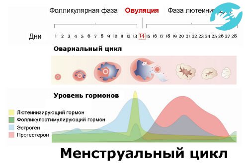 Овуляция происходит на границе фолликулярной и лютеиновой фазы
