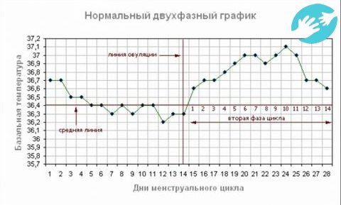 Базальная температура при приеме дюфастона держится во втором цикле на уровне 37 – 37,5 градусов