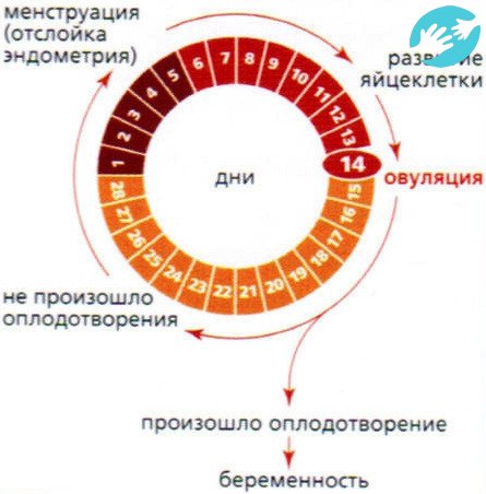 Для того чтобы ответить на вопрос можно ли забеременеть при нерегулярном цикле, сначала необходимо выяснить с врачом причины, почему цикл стал нерегулярным