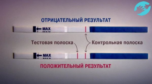 Фраутест беременность после задержки показывает на тексте 2 полосы ярко красного цвета, причем вторая полоса может быть бледнее первой по цвету.