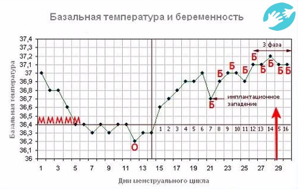 График базальной температуры при беременности до задержки держится в определенной температуре 37,5°C до конца беременности.