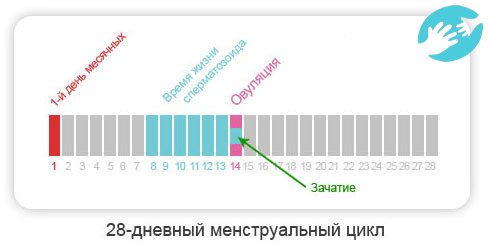 На вопрос можно ли забеременеть не во время овуляции, ответ будет отрицательный, потому что нельзя произвести зачатие без яйцеклетки.