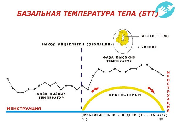 Наиболее верным признаком случившегося зачатия будет температура во второй фазе выше 37°C и отсутствие спада накануне менструации