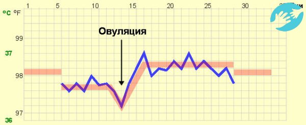 Перед овуляцией на графике можно наблюдать незначительное снижение температуры, а потом рост до 37°C и далее.