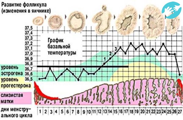 Циклический период в норме длится 21-35 дней, среднее и наиболее часто встречаемое число 28, он делится овуляцией на две части: фолликулярную и лютеиновую