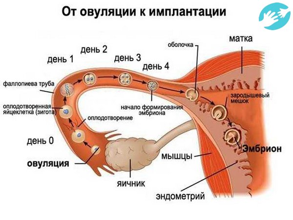 То что, забеременеть не во время овуляции, возможно, многие думают, потому что сперматозоиды сохраняют жизнеспособность до 7 дней, они дожидаются в маточной трубе женскую клетку и только тогда наступает оплодотворение.