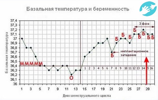 На график базальной температура при зачатии в третьей фазе происходит имплантационное западения