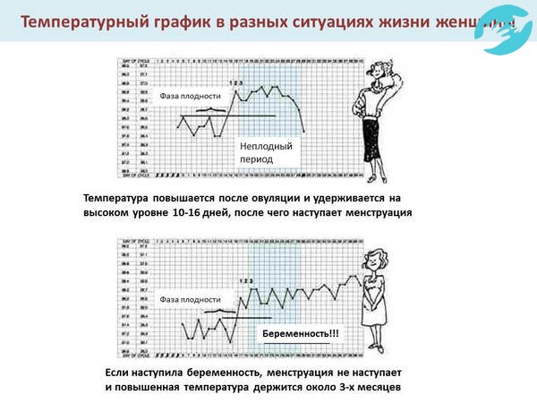 На графике базальной температуры при беременности повышенная температура держится более трех месяцев