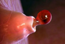 На какой день цикла происходит фолликулогенез